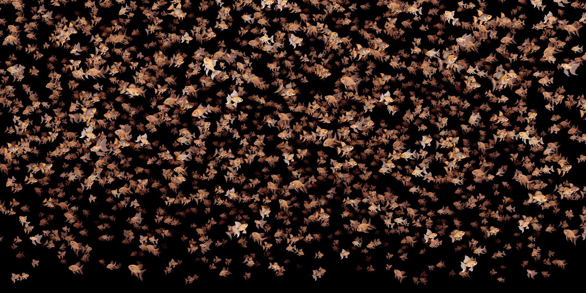Orange Little Fish Black Hintergrund Tapeten Wandbilder