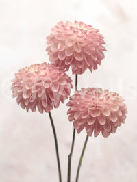 Three stunning natural blooms, Elegant Contrasts mural wallpaper artwork.