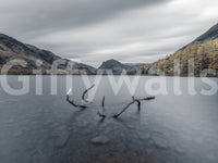 The composition is wide and panoramic.

