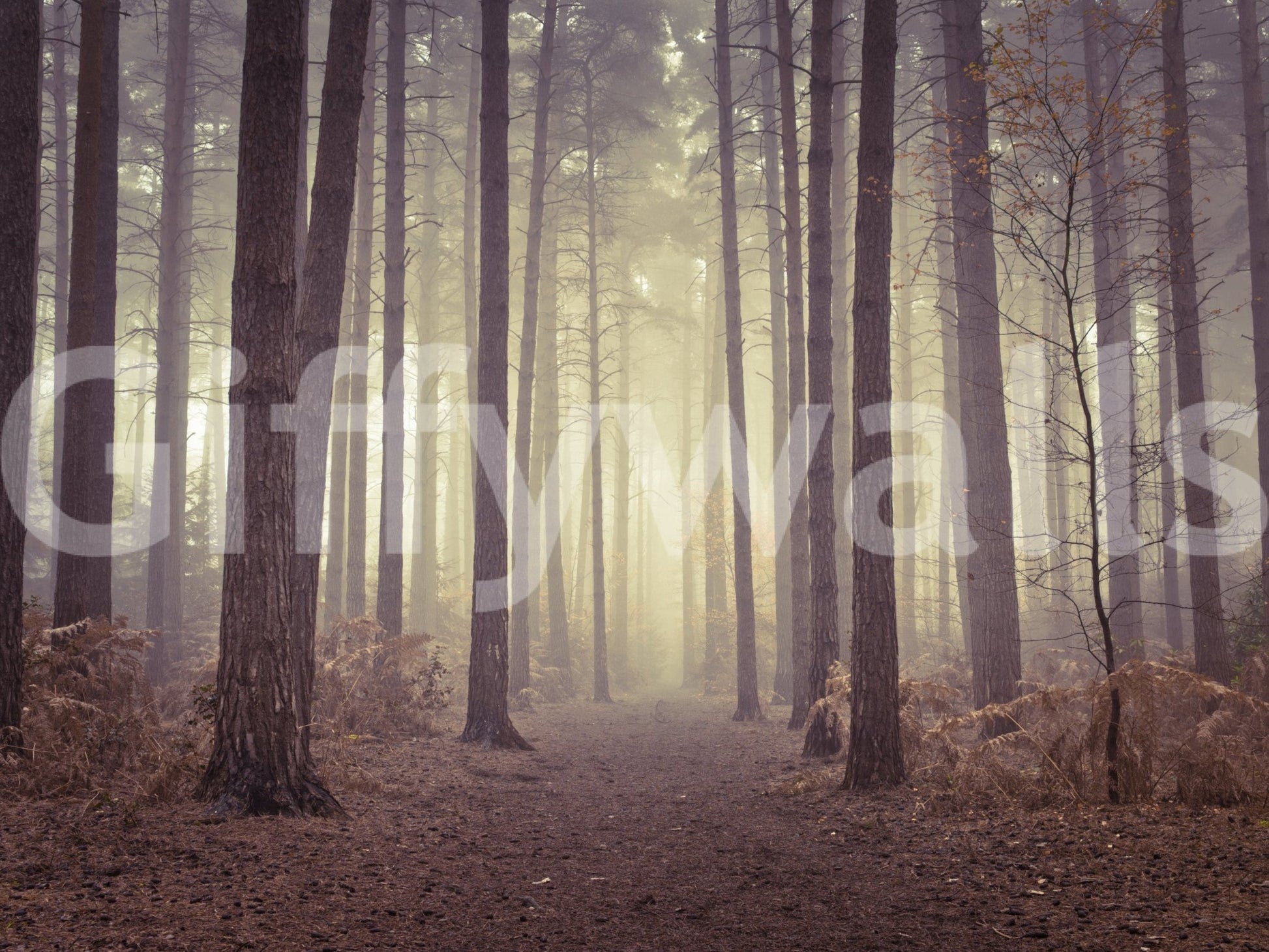 Foggy forest wall mural on stair wall, layered tree line, modern natural style