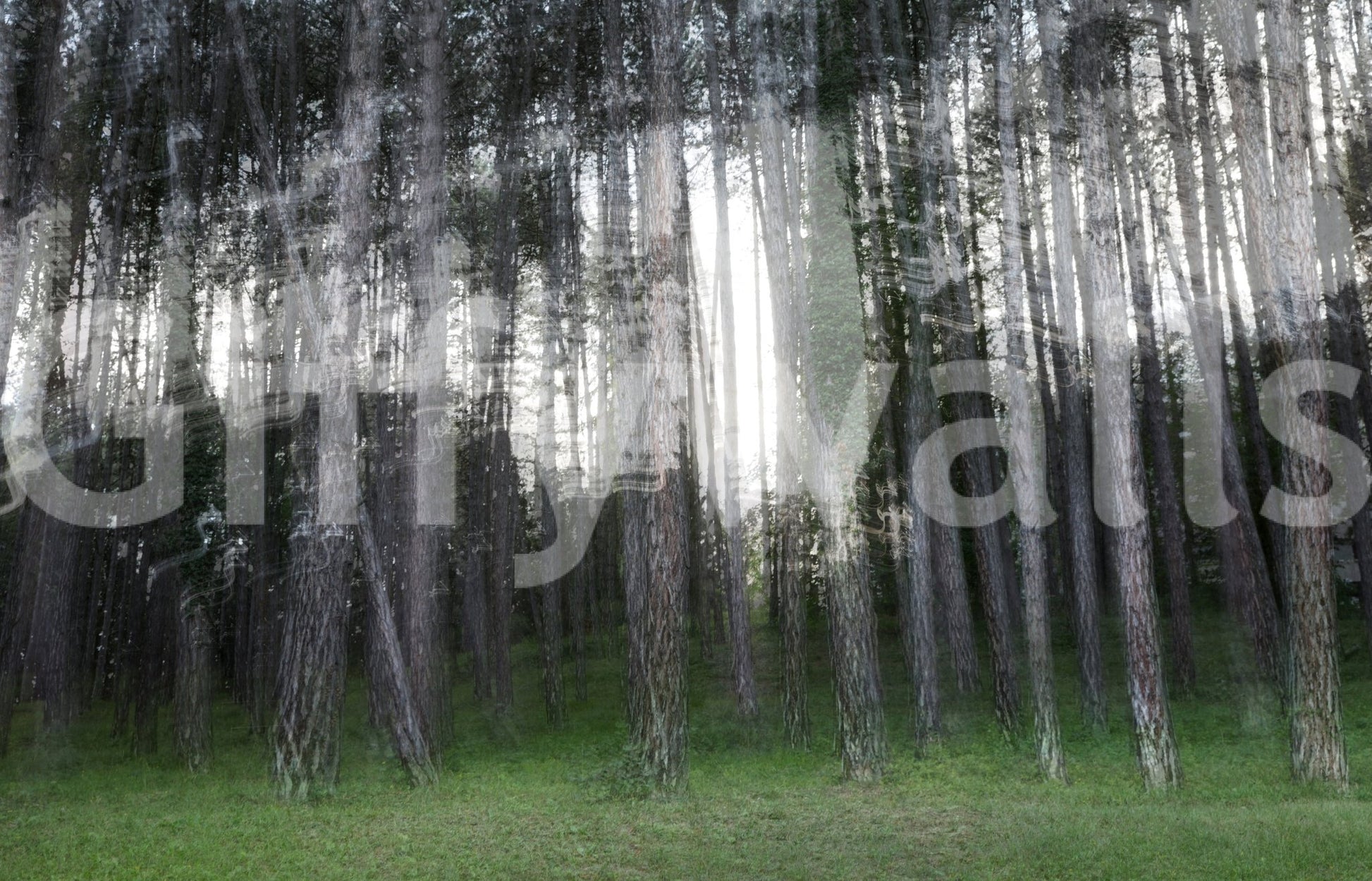 A dreamy and ethereal forest depiction
