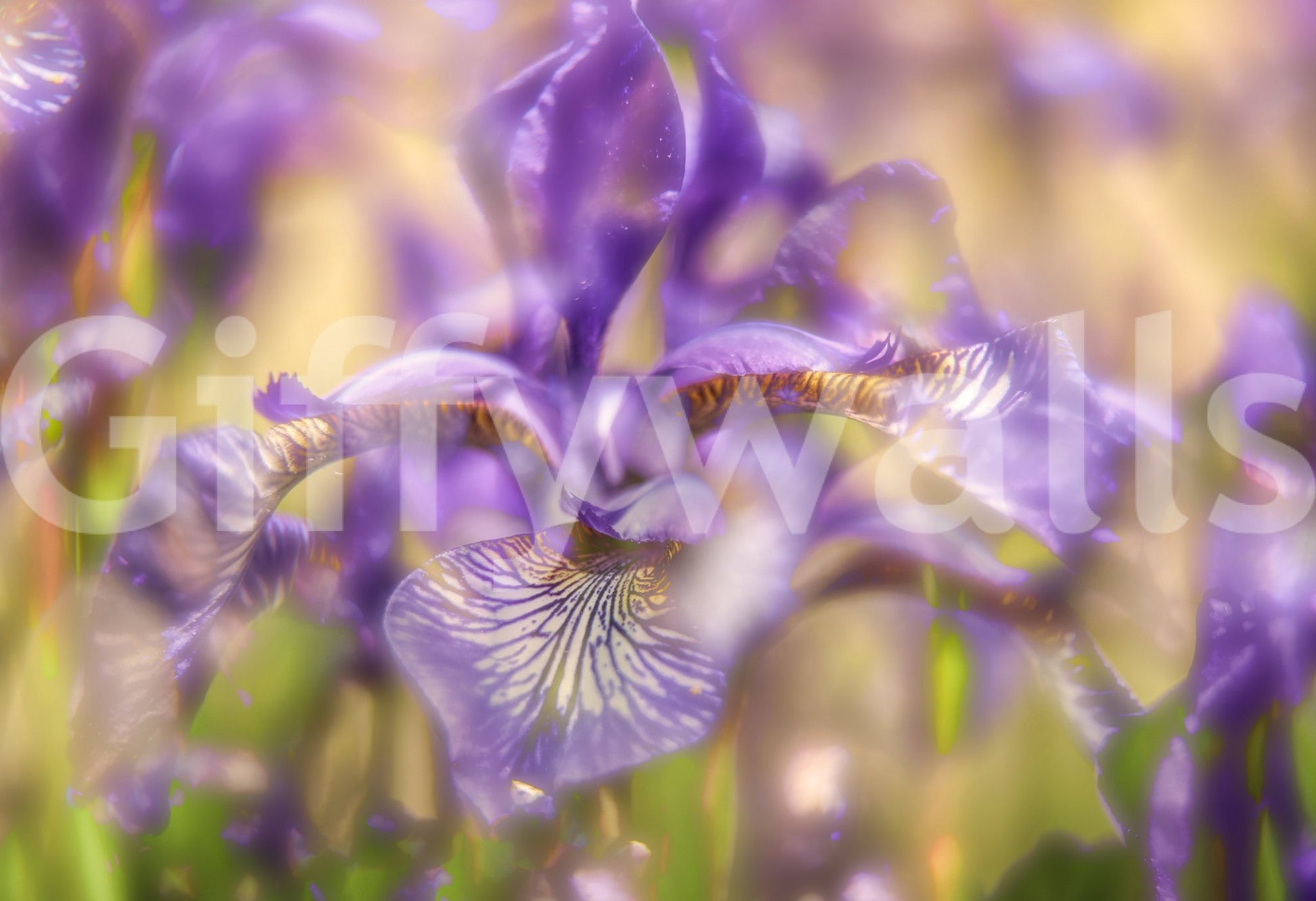 Ethereal Purple Iris Art Print | Delicate Floral Photography | Nature Wall Decor Wall Mural