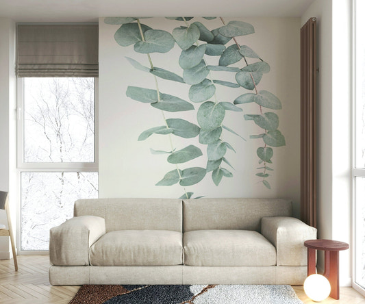 Delicate eucalyptus branches.

