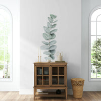 Distinctive silver-green leaves.

