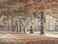 Peaceful fall scene wall mural with trees