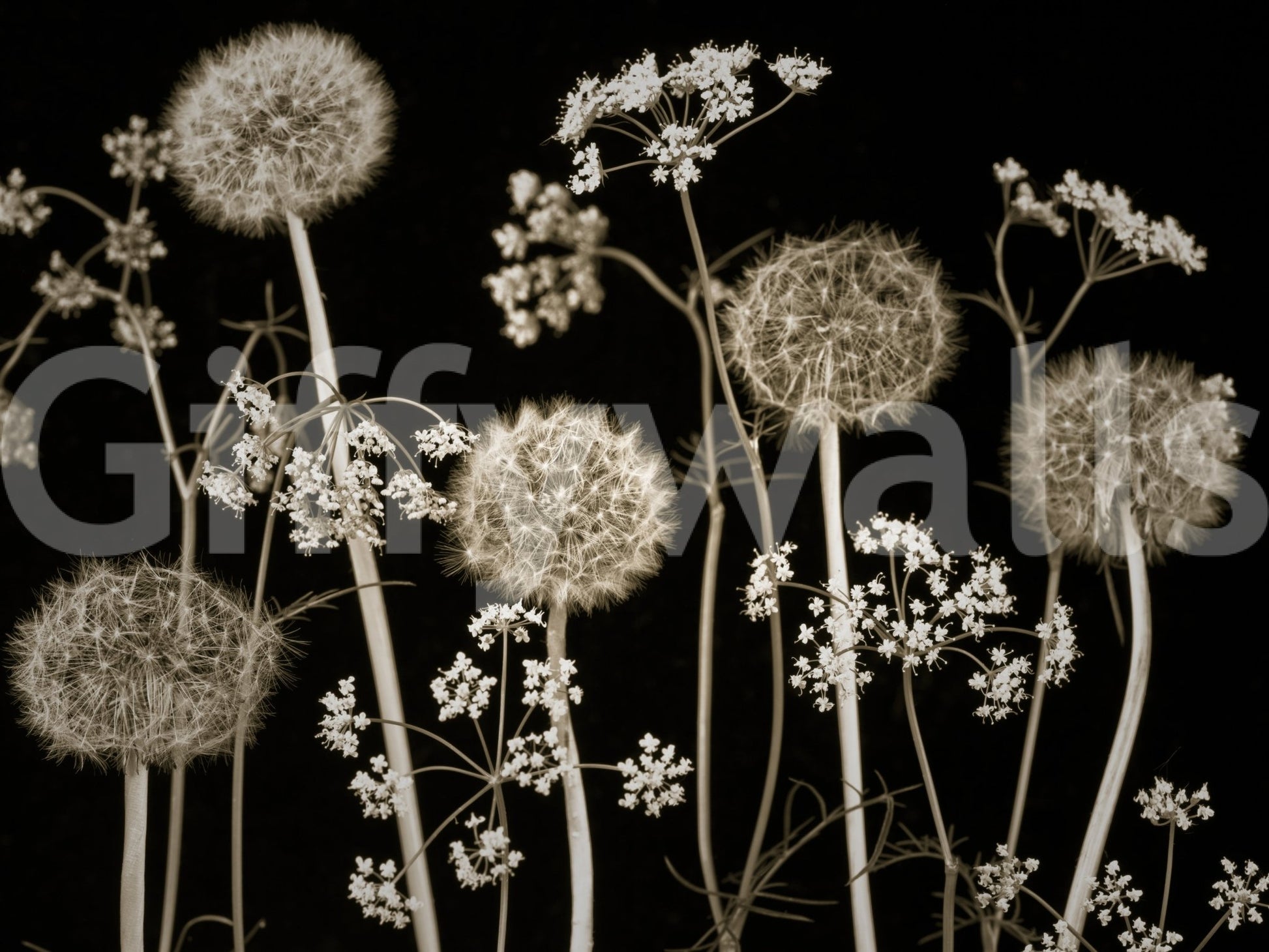 Wall decor evoking the quiet poetry of nature.

