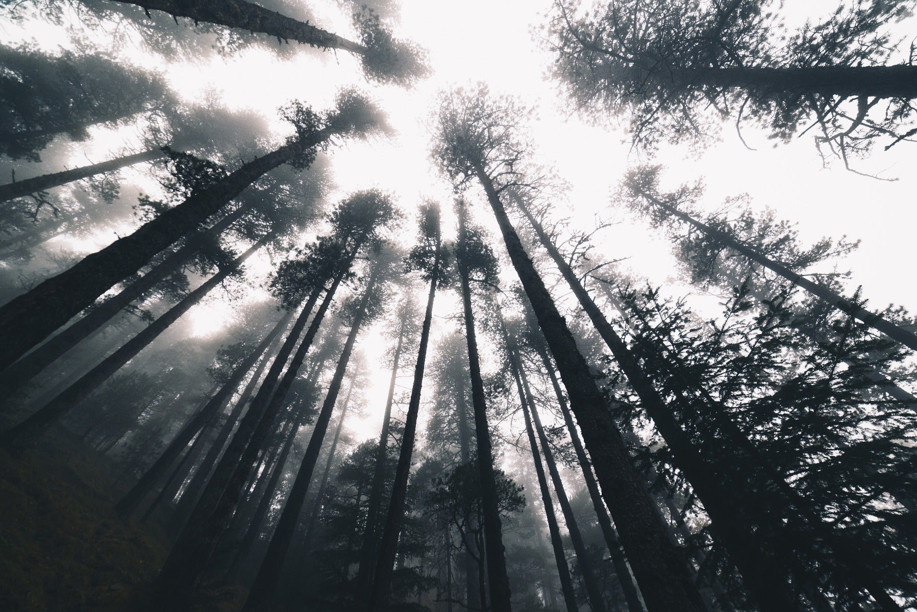 Smokey Treetop Halloween Forest Wallpaper väggmålningar in your room — zoomed