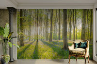 Sunlit forest with dappled light through trees in wall mural

