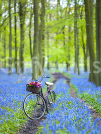 Forest Path Discovery spring forest scene wall paper.