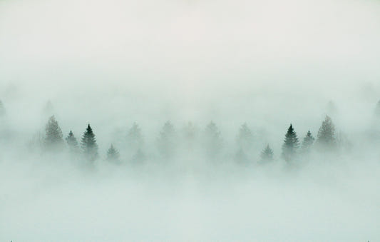 Dense Forest Fog Wallpaper Mural