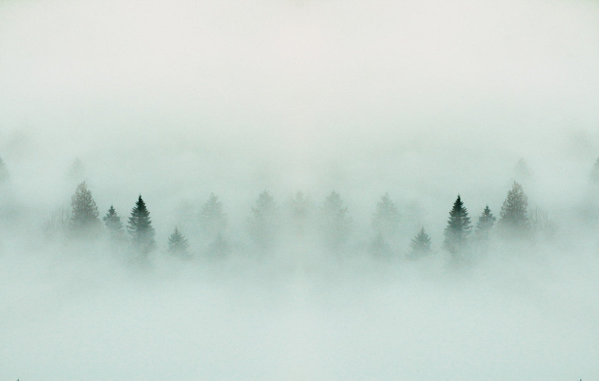 Fitto sfondo della nebbia della foresta murale in your room