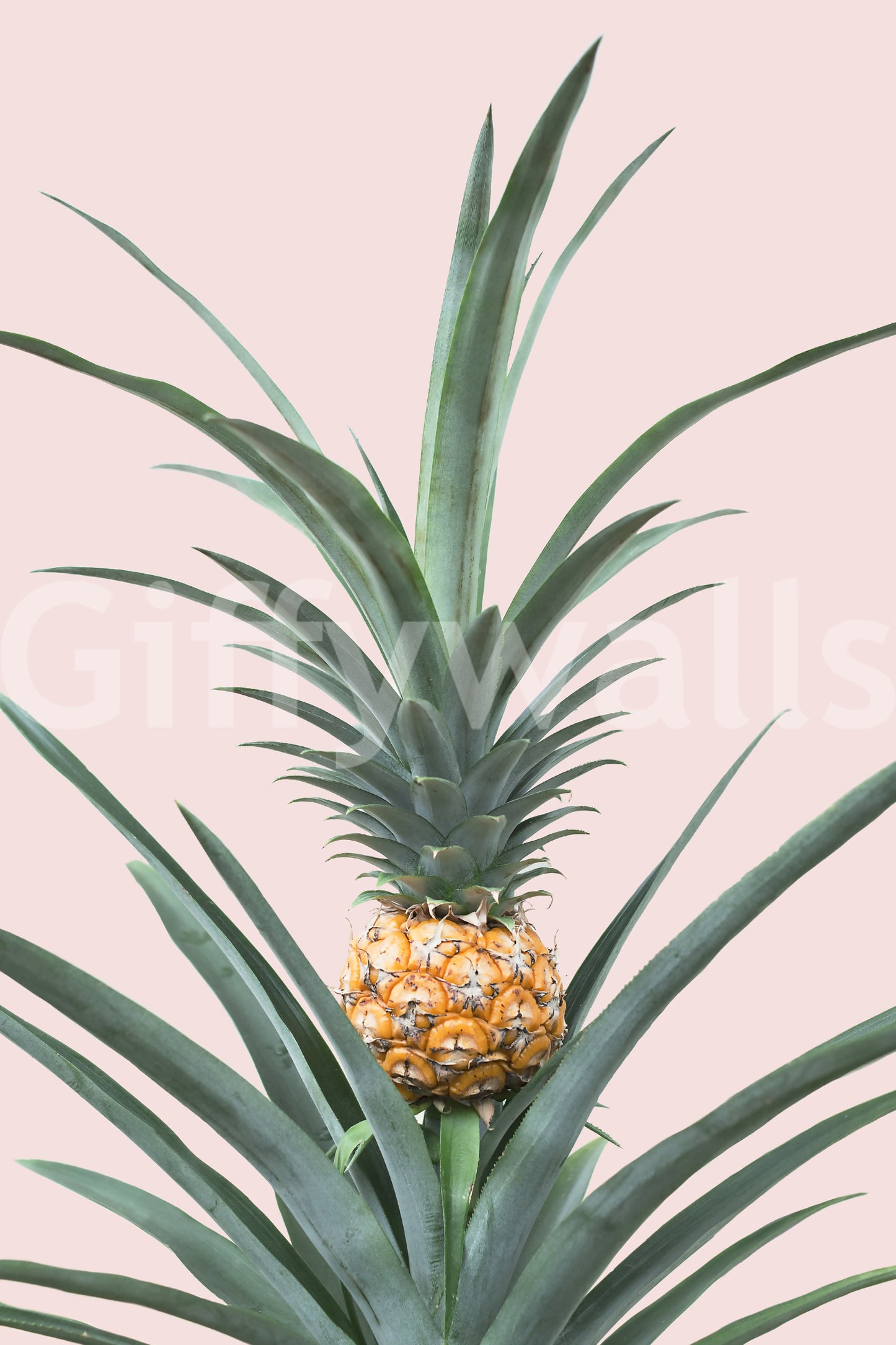 Baby ananas vægmaleri