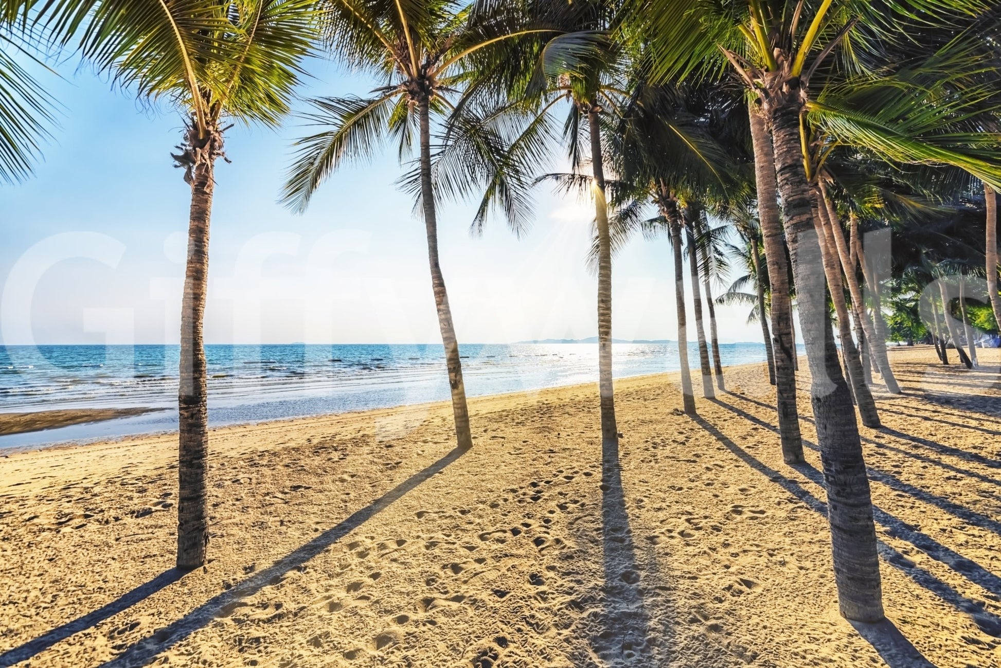 Golden Beach Palms Wall Mural