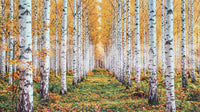 Autumn forest wall mural with golden birch rows and a green woodland floor