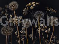 Sophisticated botanical wallpaper featuring dried wild stems and dandelion tufts against a dark background.