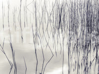 Grassy Reflections Wall Mural