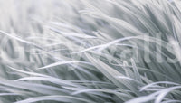 a close-up photo of light-colored grass


