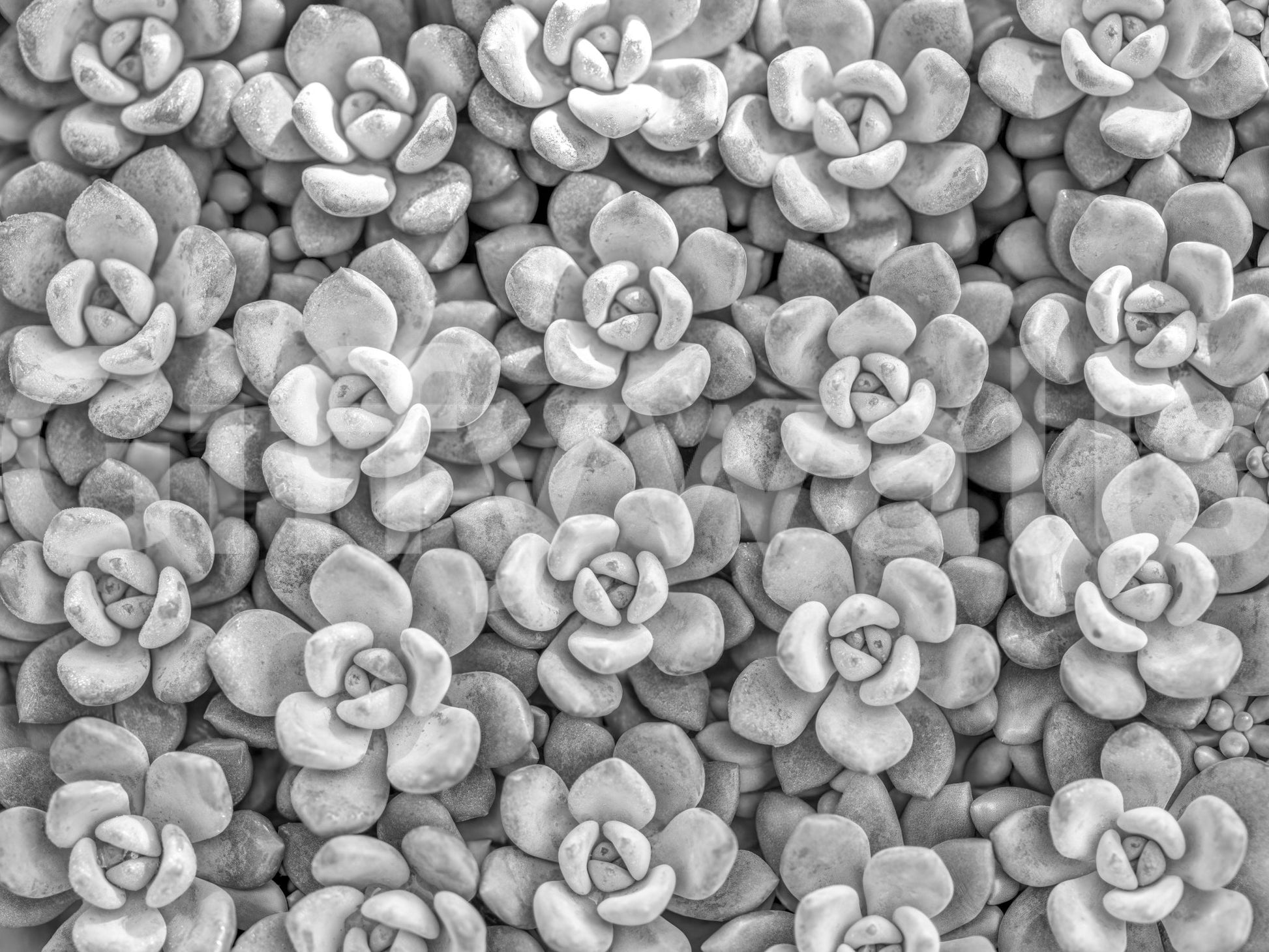 Sophisticated Grayscale Succulent Array Wall Mural for accent walls.