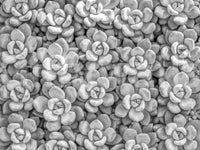 Sophisticated Grayscale Succulent Array Wall Mural for accent walls.
