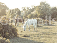 Enjoy this beautiful nature scene daily.

