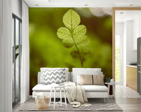 A classic natural theme wallpaper for walls.

