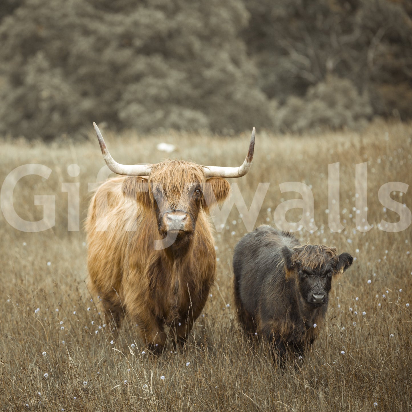 Tranquil Highland cows wall mural for nature lovers’ decor.

