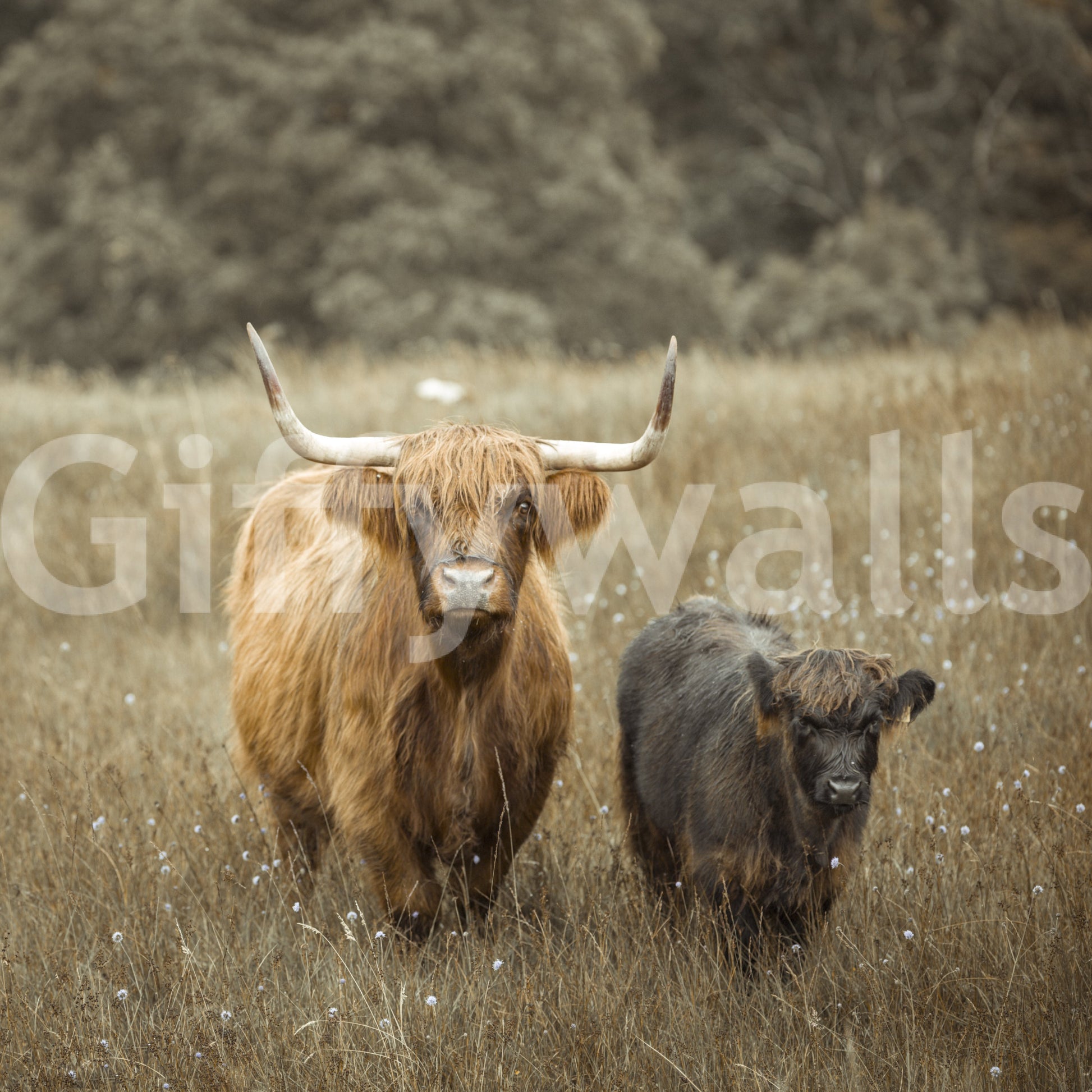 Tranquil Highland cows wall mural for nature lovers’ decor.

