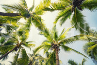 Exotic Island Breeze design, sunlit fronds, ceiling upward perspective wallpaper.