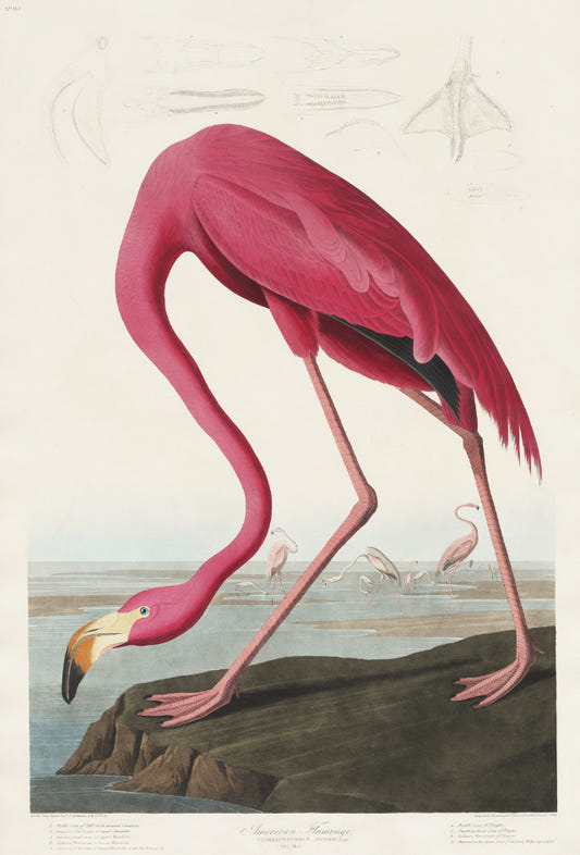 Flamingo américain John James Audubon Mural Wallpaper
