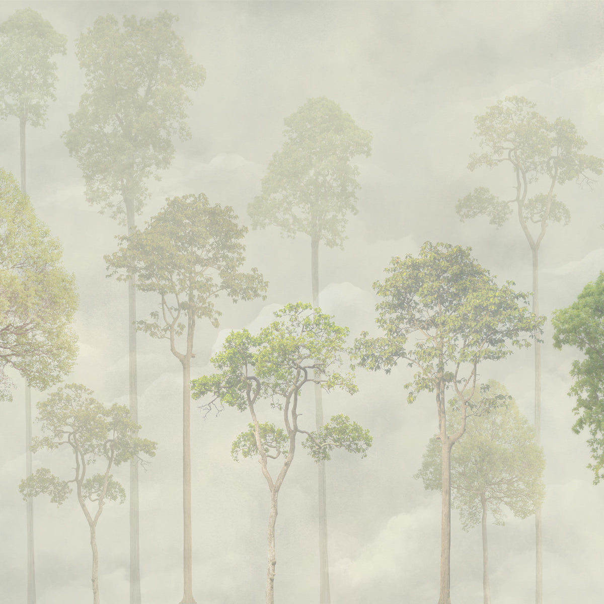 Fond d'écran vert forêt Misty Forest in your room — zoomed