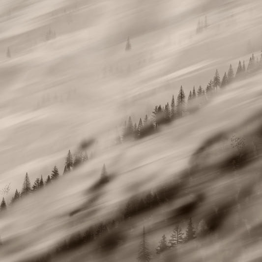 Forest Valley Sepia Wallpaper