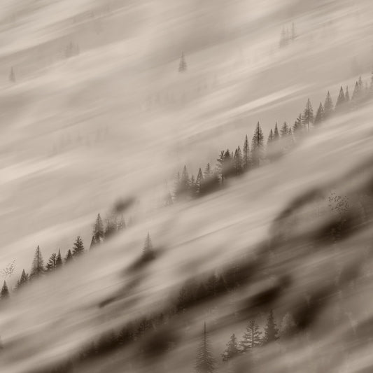 Forest Valley Sepia Tapete