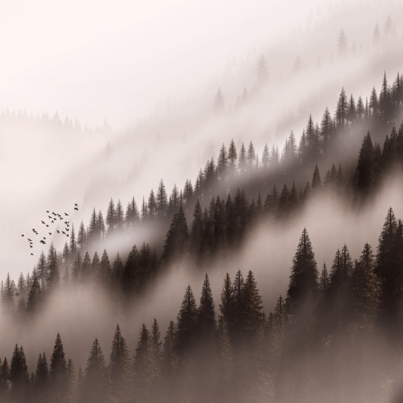 The Enchanted Valley Seppia Wallpaper