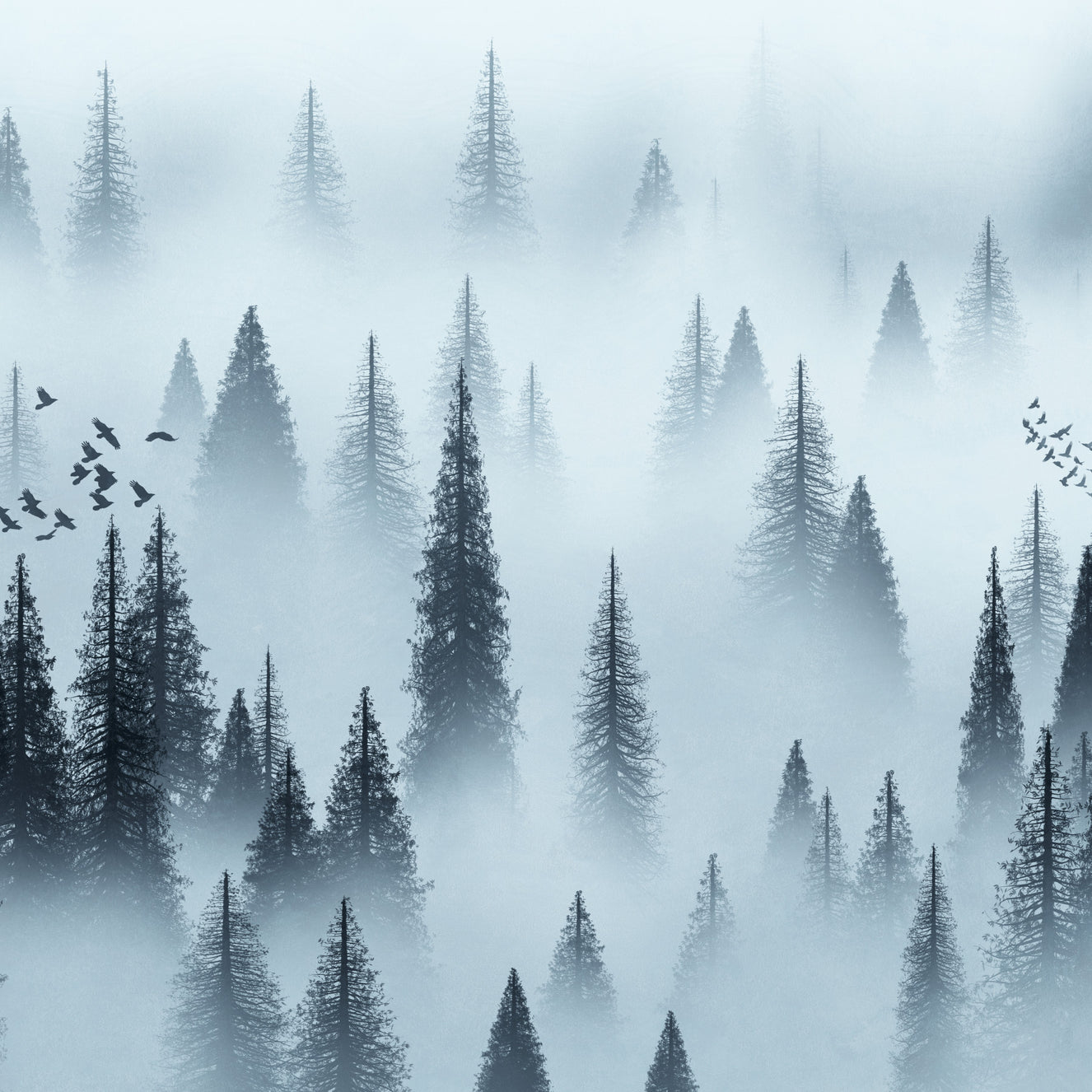 Carta da parati da Dawn Tranquil Forest
