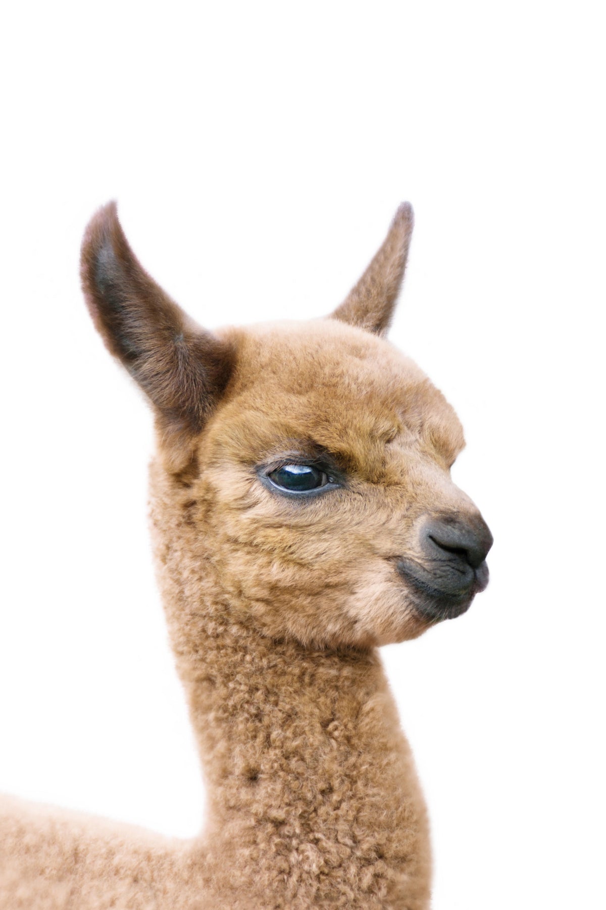Fotomurale con lama bambino in your room