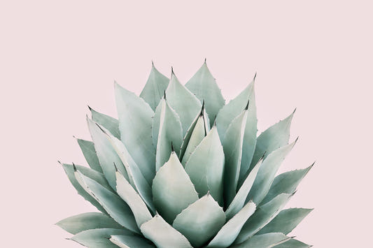 Agave-Wandbild