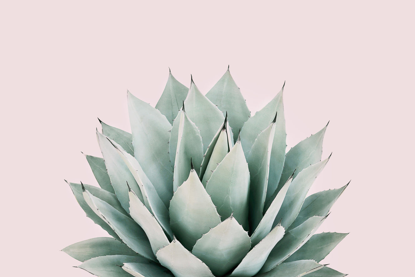 Agave vægmaleri