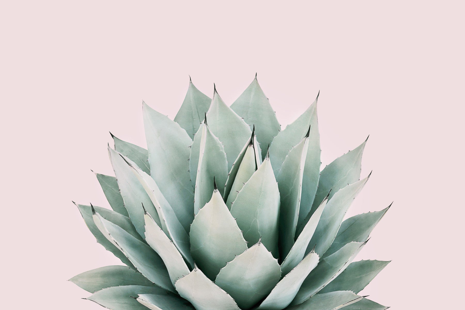 Agave-Wandbild