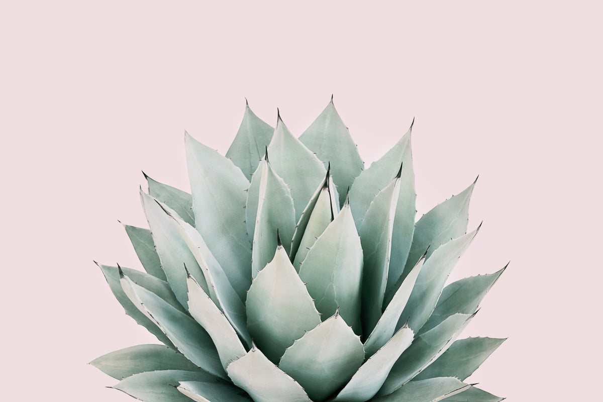 Agave-Wandbild in your room — zoomed