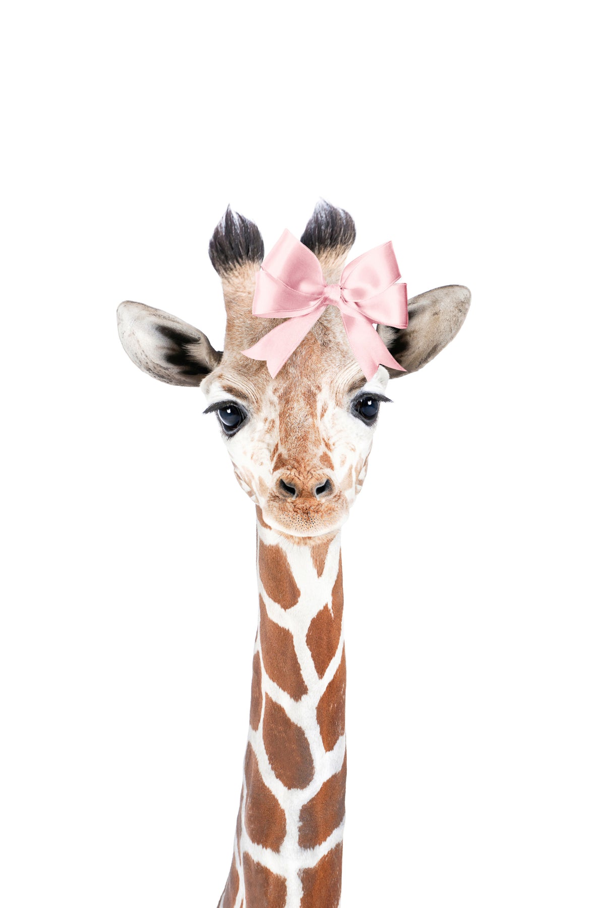 Fototapet cu fundă de pui de girafă in your room — zoomed