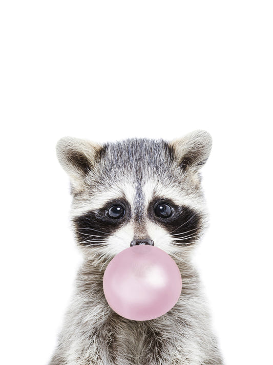 Bubble Gum Vaskebjørn Vægmaleri