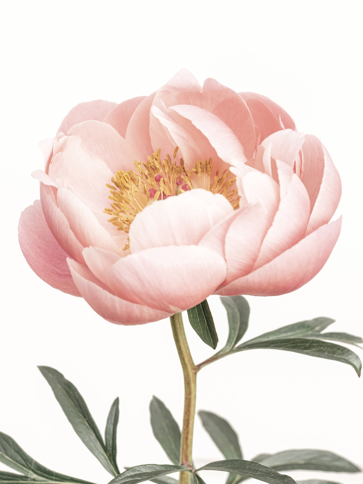 コーラルピオニーワラペパー壁画 in your room — zoomed