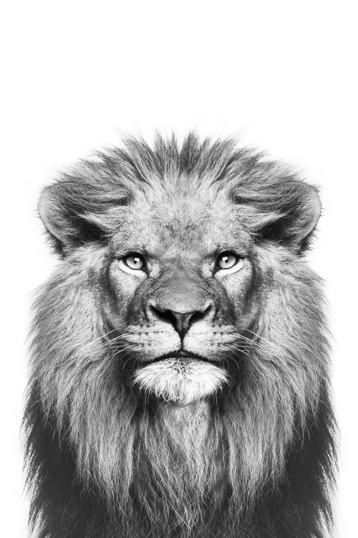 Fresque murale Lion noir et blanc