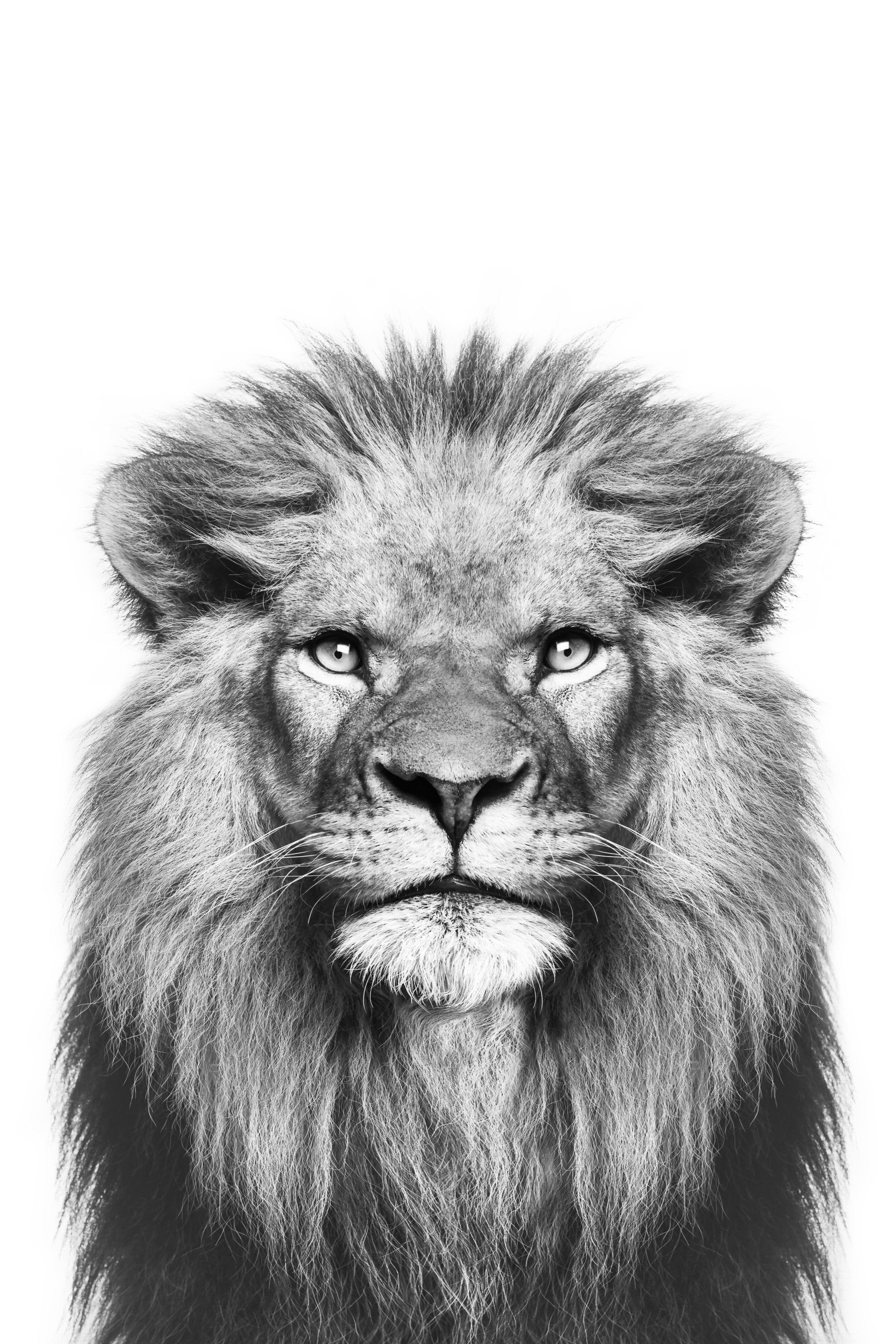 Fresque murale Lion noir et blanc in your room — zoomed