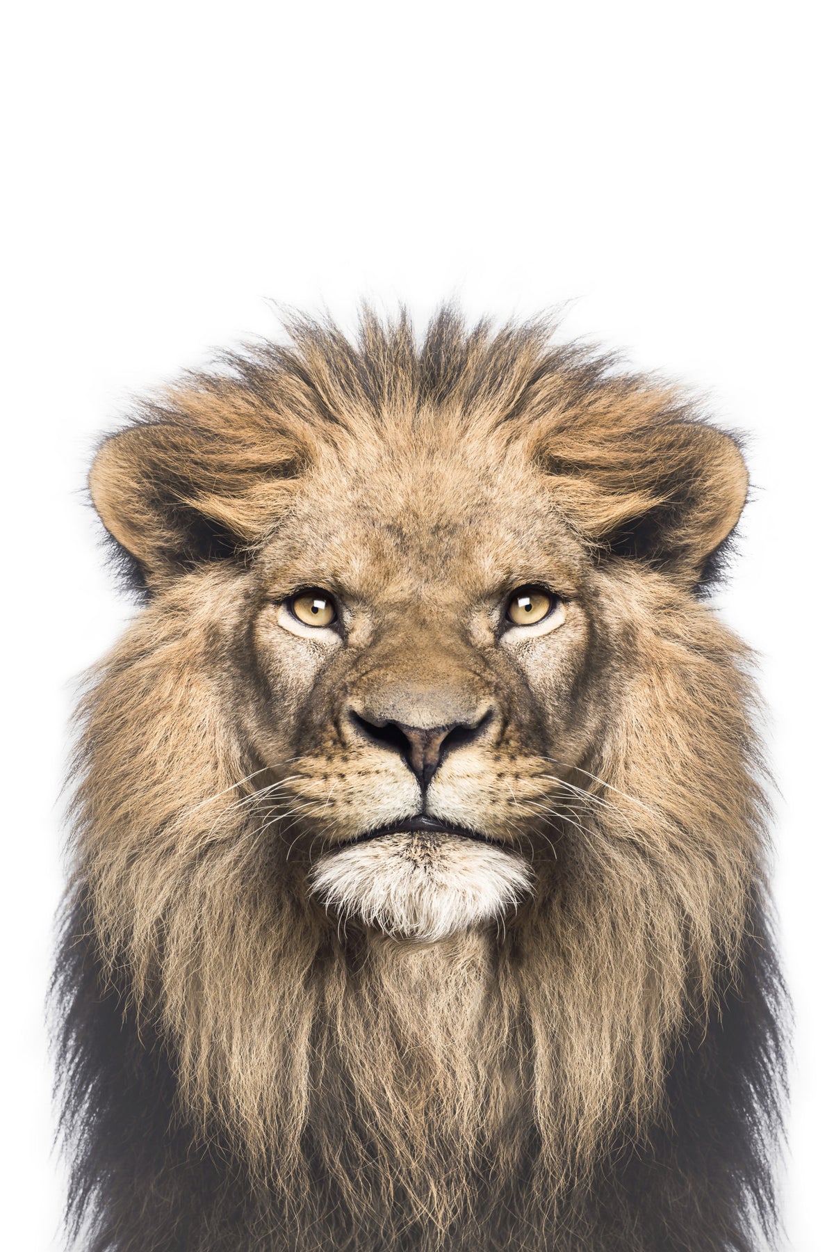 Lion Wall Mural in your room — zoomed