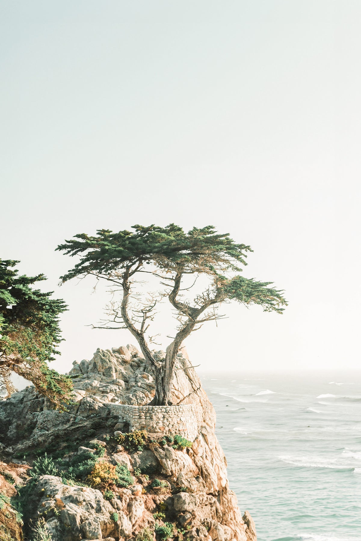 Monterey Wall Mural in your room — zoomed