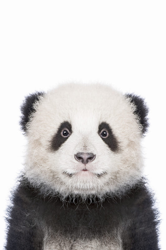 Panda-Wandbild