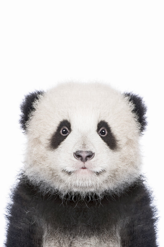 Panda-Wandbild