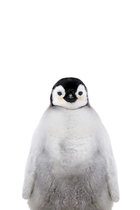 Murale del pinguino