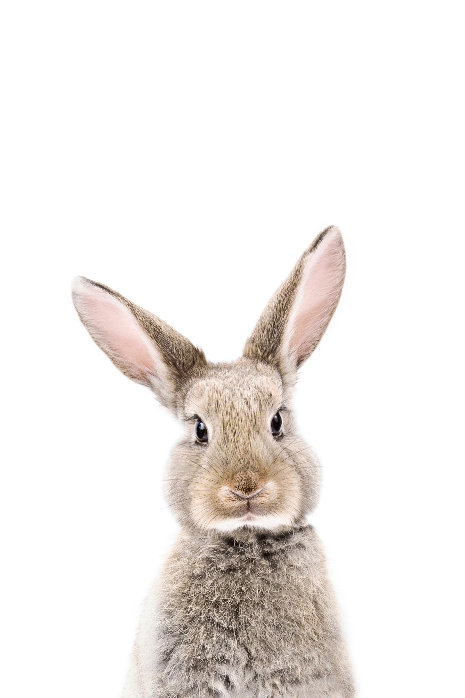 Baby Bunny Wall Mural